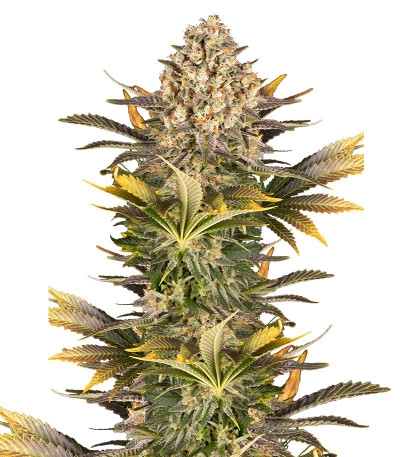Сорт Banana Punch fem (Barney's Farm) Сорт Banana Punch fem (Barney's Farm)
