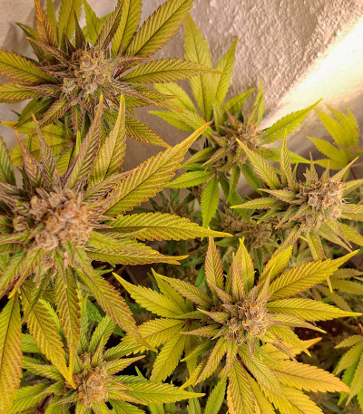 Сорт Black Muffin F1 Fast Version fem (Sweet Seeds) Сорт Black Muffin F1 Fast Version fem (Sweet Seeds) — изображение 5
