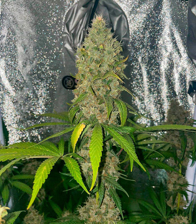 Сорт Black Muffin F1 Fast Version fem (Sweet Seeds) Сорт Black Muffin F1 Fast Version fem (Sweet Seeds) — изображение 6