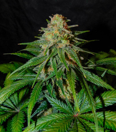 Сорт Black Muffin F1 Fast Version fem (Sweet Seeds) Сорт Black Muffin F1 Fast Version fem (Sweet Seeds) — изображение 7