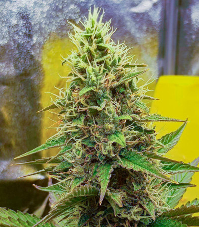 Сорт Black Muffin F1 Fast Version fem (Sweet Seeds) Сорт Black Muffin F1 Fast Version fem (Sweet Seeds) — изображение 8