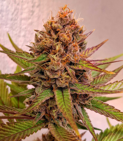 Сорт Black Muffin F1 Fast Version fem (Sweet Seeds) Сорт Black Muffin F1 Fast Version fem (Sweet Seeds) — изображение 9