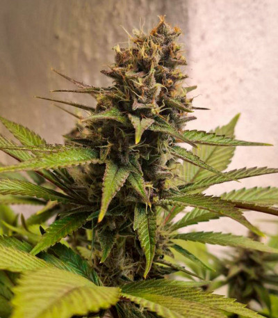 Сорт Black Muffin F1 Fast Version fem (Sweet Seeds) Сорт Black Muffin F1 Fast Version fem (Sweet Seeds) — изображение 3