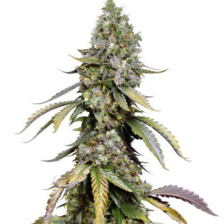 Сорт Black Muffin F1 Fast Version fem (Sweet Seeds) Сорт Black Muffin F1 Fast Version fem (Sweet Seeds)
