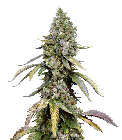 Сорт Black Muffin F1 Fast Version fem (Sweet Seeds) Сорт Black Muffin F1 Fast Version fem (Sweet Seeds)