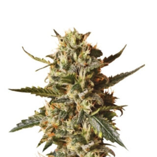 Сорт Bubblegum XL fem (RQS)