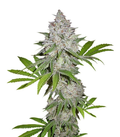 Сорт Californian Snow Auto fem (FastBuds) Сорт Californian Snow Auto fem (FastBuds)