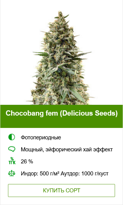 Полив конопли