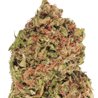 Сорт Dream Machine fem (Heavyweight Seeds) Сорт Dream Machine fem (Heavyweight Seeds)