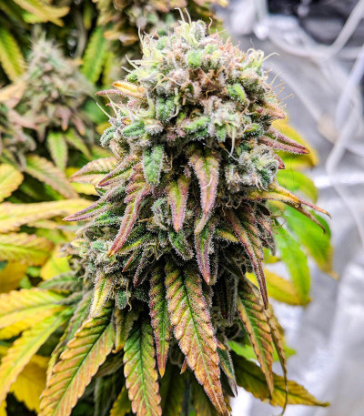 Сорт Fat Banana fem (RQS) Сорт Fat Banana fem (RQS) — изображение 3
