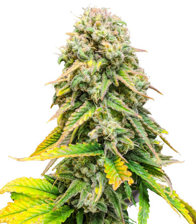 Сорт Fat Banana fem (RQS) Сорт Fat Banana fem (RQS)