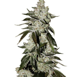 Сорт Cookies Auto (Girl Scout Cookies auto) fem (FastBuds) Сорт Cookies Auto (Girl Scout Cookies auto) fem (FastBuds)