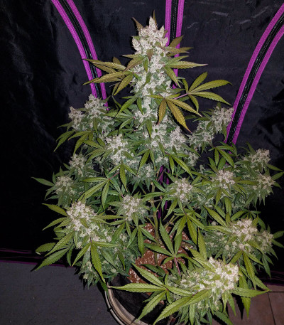 Сорт Cookies Auto (Girl Scout Cookies auto) fem (FastBuds) Сорт Cookies Auto (Girl Scout Cookies auto) fem (FastBuds) — изображение 4