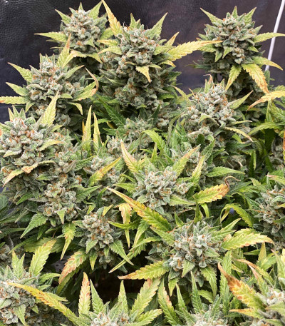 Сорт Cookies Auto (Girl Scout Cookies auto) fem (FastBuds) Сорт Cookies Auto (Girl Scout Cookies auto) fem (FastBuds) — изображение 6