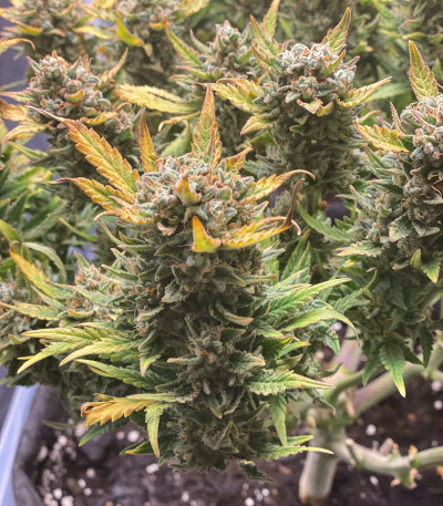 Сорт Cookies Auto (Girl Scout Cookies auto) fem (FastBuds) Сорт Cookies Auto (Girl Scout Cookies auto) fem (FastBuds) — изображение 8