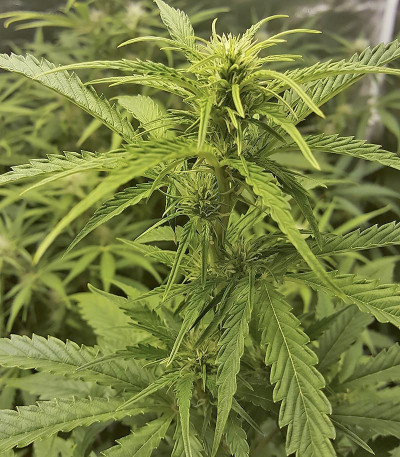 Сорт Cookies Auto (Girl Scout Cookies auto) fem (FastBuds) Сорт Cookies Auto (Girl Scout Cookies auto) fem (FastBuds) — изображение 3