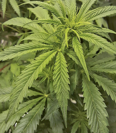 Сорт Cookies Auto (Girl Scout Cookies auto) fem (FastBuds) Сорт Cookies Auto (Girl Scout Cookies auto) fem (FastBuds) — изображение 5
