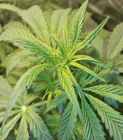 Сорт Cookies Auto (Girl Scout Cookies auto) fem (FastBuds) Сорт Cookies Auto (Girl Scout Cookies auto) fem (FastBuds) — изображение 7