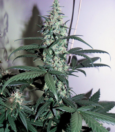 Сорт Glue Gelato Auto fem (Barney's Farm) Сорт Glue Gelato Auto fem (Barney's Farm) — изображение 3