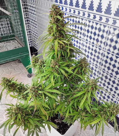 Сорт Glue Gelato Auto fem (Barney's Farm) Сорт Glue Gelato Auto fem (Barney's Farm) — изображение 6