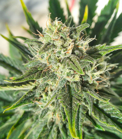 Сорт Glue Gelato Auto fem (Barney's Farm) Сорт Glue Gelato Auto fem (Barney's Farm) — изображение 7