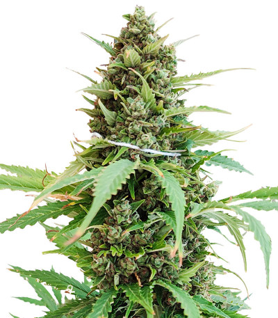 Сорт Glue Gelato Auto fem (Barney's Farm) Сорт Glue Gelato Auto fem (Barney's Farm)