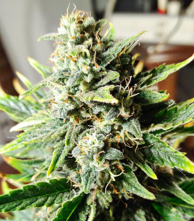 Сорт Glue Gelato Auto fem (Barney's Farm) Сорт Glue Gelato Auto fem (Barney's Farm) — изображение 8