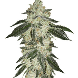 Сорт Green Crack auto fem (FastBuds) Сорт Green Crack auto fem (FastBuds)