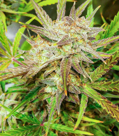 Сорт Green Gelato Automatic fem (RQS) Сорт Green Gelato Automatic fem (RQS) — изображение 5