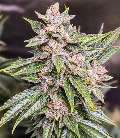 Сорт Green Gelato Automatic fem (RQS) Сорт Green Gelato Automatic fem (RQS) — изображение 6