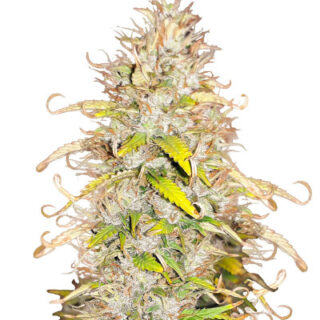Сорт Green Gelato Automatic fem (RQS)