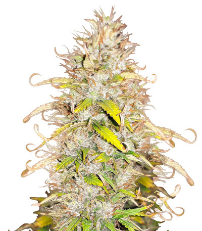 Сорт Green Gelato Automatic fem (RQS) Сорт Green Gelato Automatic fem (RQS)