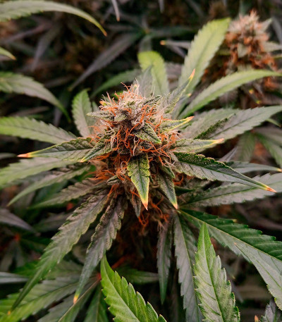 Сорт Orange Apricot Glue XL Auto fem (Sweet Seeds) Сорт Orange Apricot Glue XL Auto fem (Sweet Seeds) — изображение 3