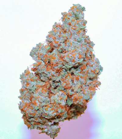 Сорт Orange Apricot Glue XL Auto fem (Sweet Seeds) Сорт Orange Apricot Glue XL Auto fem (Sweet Seeds) — изображение 5