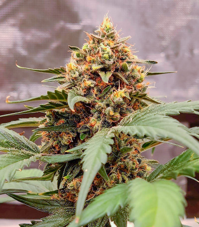 Сорт Orange Apricot Glue XL Auto fem (Sweet Seeds) Сорт Orange Apricot Glue XL Auto fem (Sweet Seeds) — изображение 9