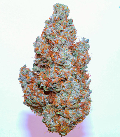Сорт Orange Apricot Glue XL Auto fem (Sweet Seeds) Сорт Orange Apricot Glue XL Auto fem (Sweet Seeds) — изображение 7