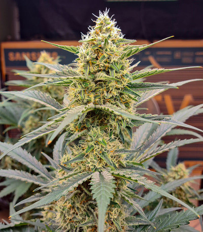 Сорт Orange Apricot Glue XL Auto fem (Sweet Seeds) Сорт Orange Apricot Glue XL Auto fem (Sweet Seeds) — изображение 6