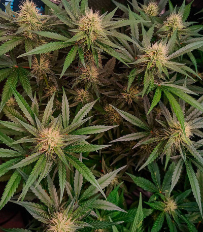 Сорт Orange Apricot Glue XL Auto fem (Sweet Seeds) Сорт Orange Apricot Glue XL Auto fem (Sweet Seeds) — изображение 8