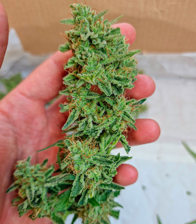 Сорт Orange Apricot Glue XL Auto fem (Sweet Seeds) Сорт Orange Apricot Glue XL Auto fem (Sweet Seeds) — изображение 10