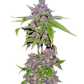 Сорт Papaya Sherbet fem (FastBuds) Сорт Papaya Sherbet fem (FastBuds)