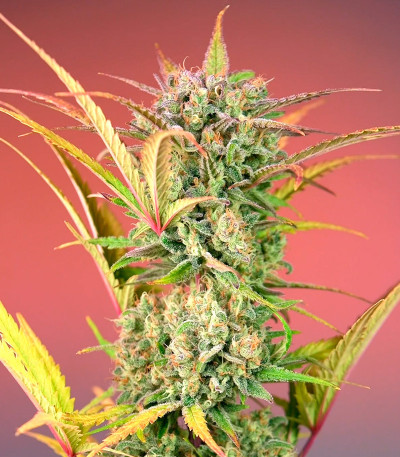 Сорт Papaya Zoap F1 Fast Version fem (Sweet Seeds) Сорт Papaya Zoap F1 Fast Version fem (Sweet Seeds) — изображение 5