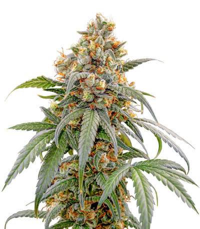 Сорт Papaya Zoap F1 Fast Version fem (Sweet Seeds) Сорт Papaya Zoap F1 Fast Version fem (Sweet Seeds)