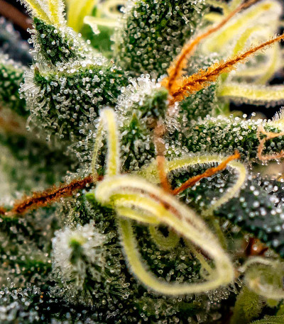 Сорт Papaya Zoap F1 Fast Version fem (Sweet Seeds) Сорт Papaya Zoap F1 Fast Version fem (Sweet Seeds) — изображение 4