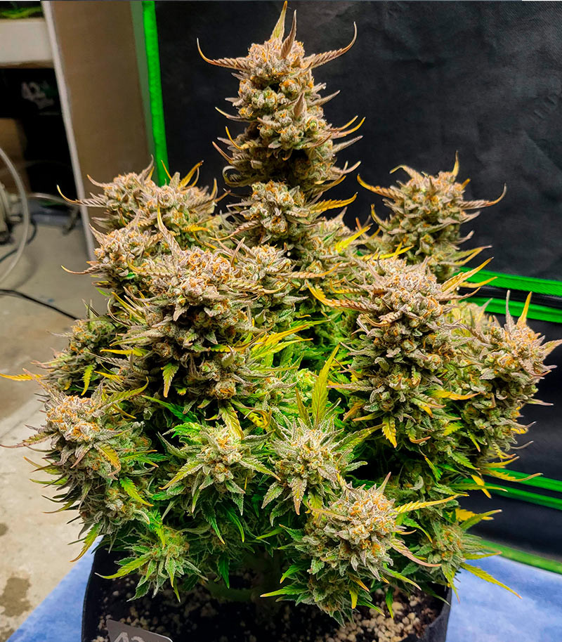 Сорт Pound Cake Auto fem (FastBuds) Сорт Pound Cake Auto fem (FastBuds) — изображение 4