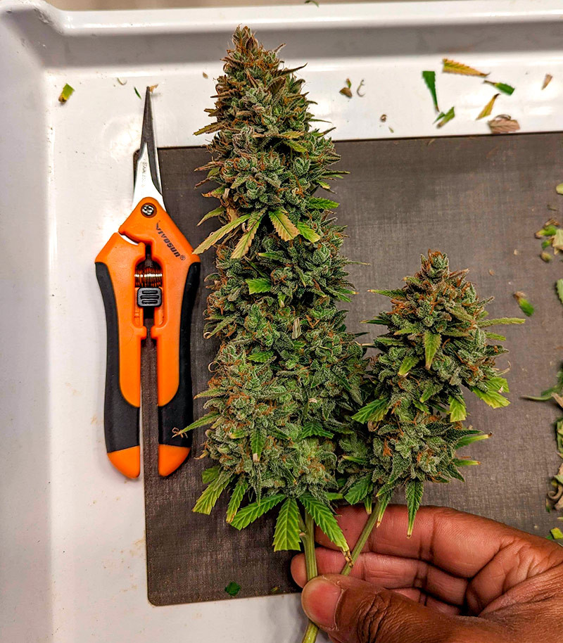 Сорт Pound Cake Auto fem (FastBuds) Сорт Pound Cake Auto fem (FastBuds) — изображение 6