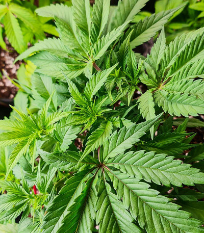 Сорт Purple Lemonade FF fem (FastBuds) Сорт Purple Lemonade FF fem (FastBuds) — изображение 3