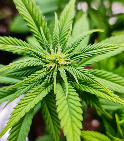 Сорт Purple Lemonade FF fem (FastBuds) Сорт Purple Lemonade FF fem (FastBuds) — изображение 5