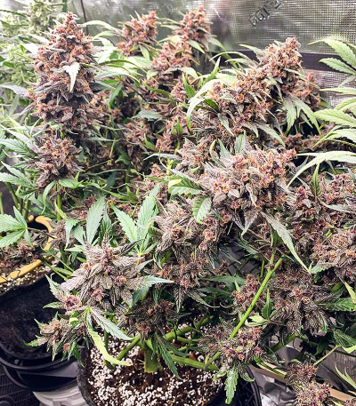 Сорт Purple Lemonade FF fem (FastBuds) Сорт Purple Lemonade FF fem (FastBuds) — изображение 7
