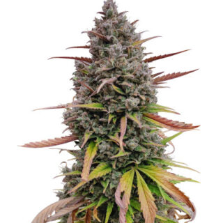 Сорт Purple Punch OG XL Auto fem (Sweet Seeds) Сорт Purple Punch OG XL Auto fem (Sweet Seeds)