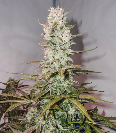 Сорт Royal Gorilla Automatic fem (RQS) Сорт Royal Gorilla Automatic fem (RQS) — изображение 4